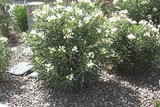  Nerium oleander 'Sister Agnes' Bush White Oleander Bush - 5 Gallon 