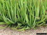  Aloe vera (A. barbadensis) Medicinal Aloe (Yellow Flowers) - 5 Gallon