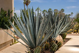 Agave Tequilana - 24" Box 