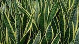 Sansevieria trifasciata 'Laurentii' Yellow-edged Snake Plant - 5 Gallon