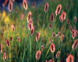 Pennisetum messacum 'Red Bunny Tails' Fountain Grass - 5 Gallon