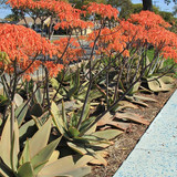 Aloe striata Coral Aloe (Coral Red Flowers)  - 15 Gallon