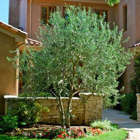 swan hill olive tree height