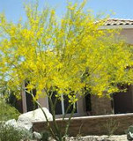 Cercidium 'Desert Museum' Low Branch Palo Verde - 24" Box