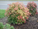 Nandina Domestica Nana 'Heavenly Bamboo Nana' - 5 Gallon