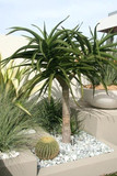 Aloe Bainesii Tree (aloe bainesii, barberae) - 24" Box