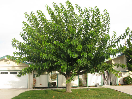 Mulberry tree discount buy