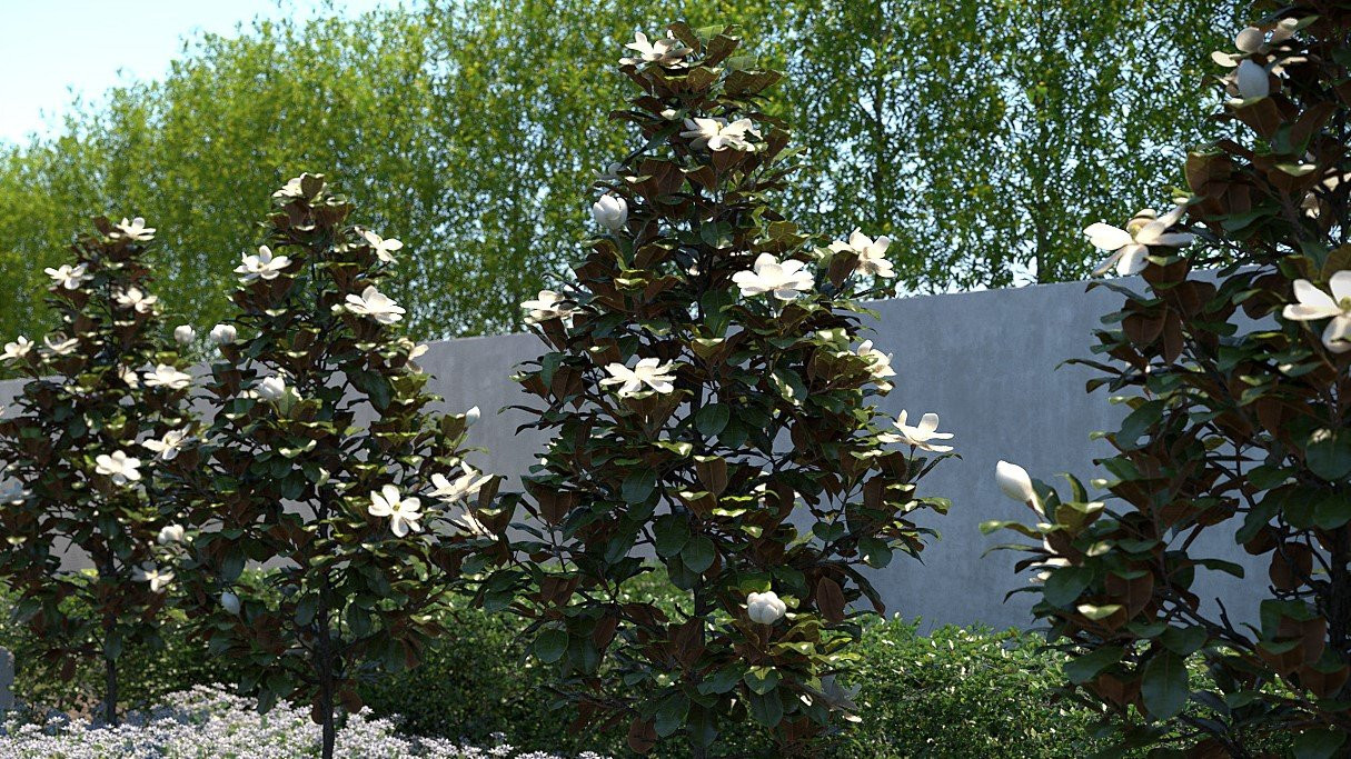 magnolia grandiflora 'little gem' low branch - 24" box