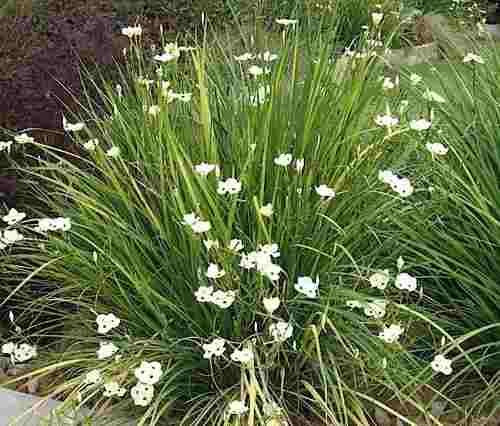 bicolor iris