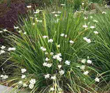 Dietes bicolor (Moraea b.) Fortnight Lily - 5 Gallon 