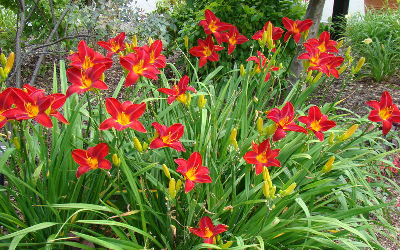 Details about   6 NAUGHTY RED DAY LILY  ROOTS 