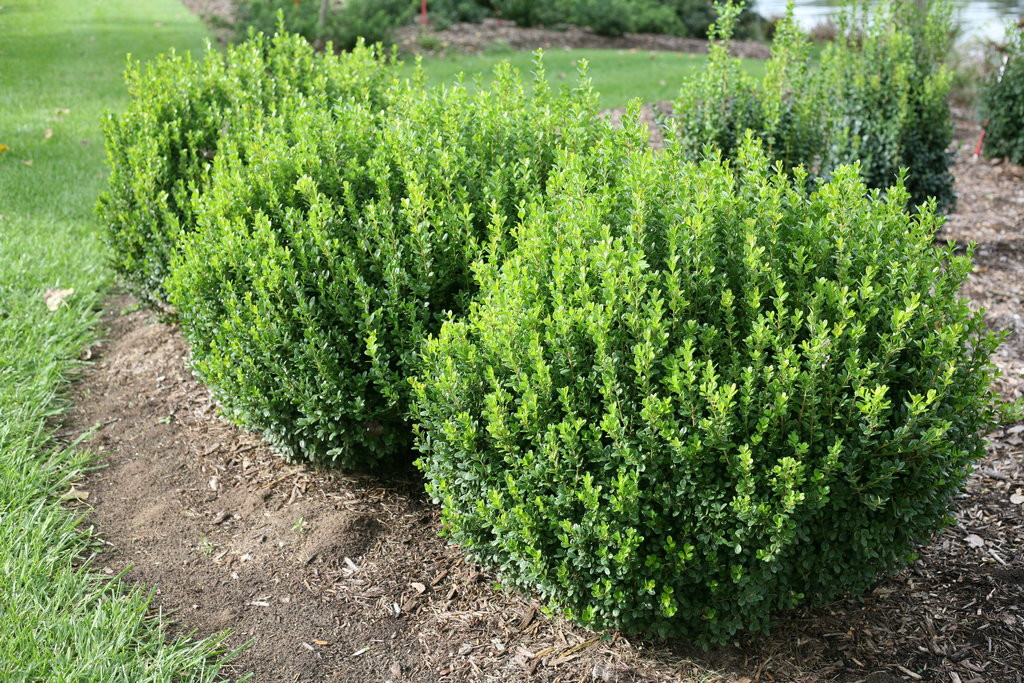 Japanese boxwood sale