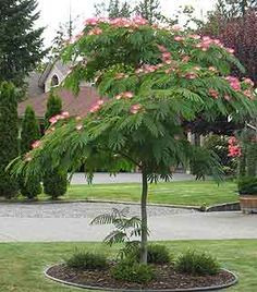 Albizia julibrissin Mimosa Silk TreeAlbizia julibrissin Mimosa Silk Tree  