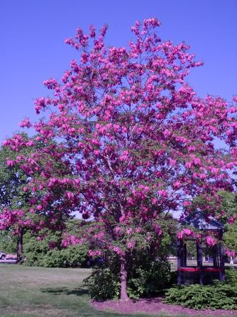 Purple robe locust tree size clearance
