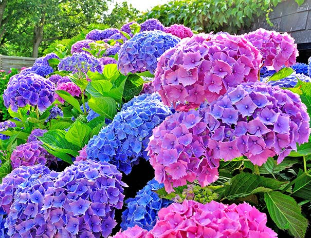 Hydrangea 'All Summer Beauty' - 5 Gallon - PlantClearance.com