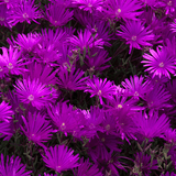 Iceplant Lampranthus 'Purple Trailing' - Flat
