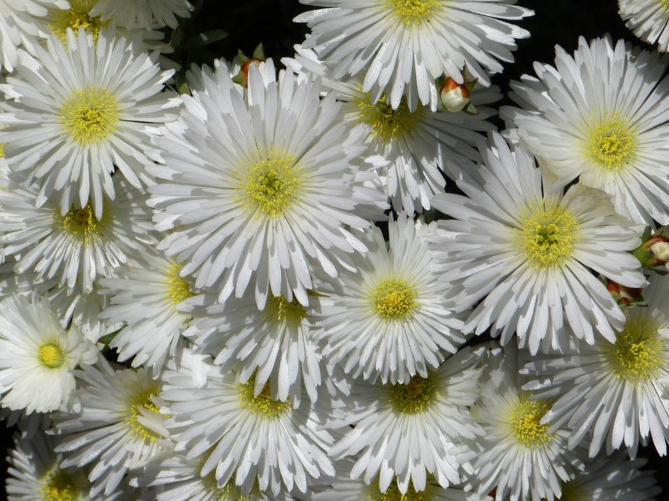 Iceplant Lampranthus White Trailing Flat Plantclearance Com