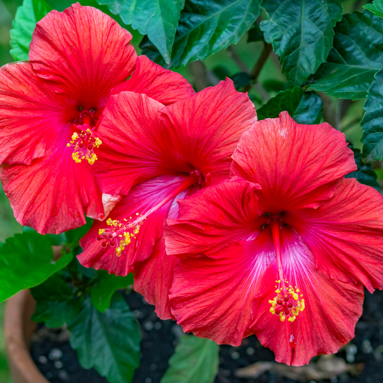 Hibiscus Red - 5 Gallon