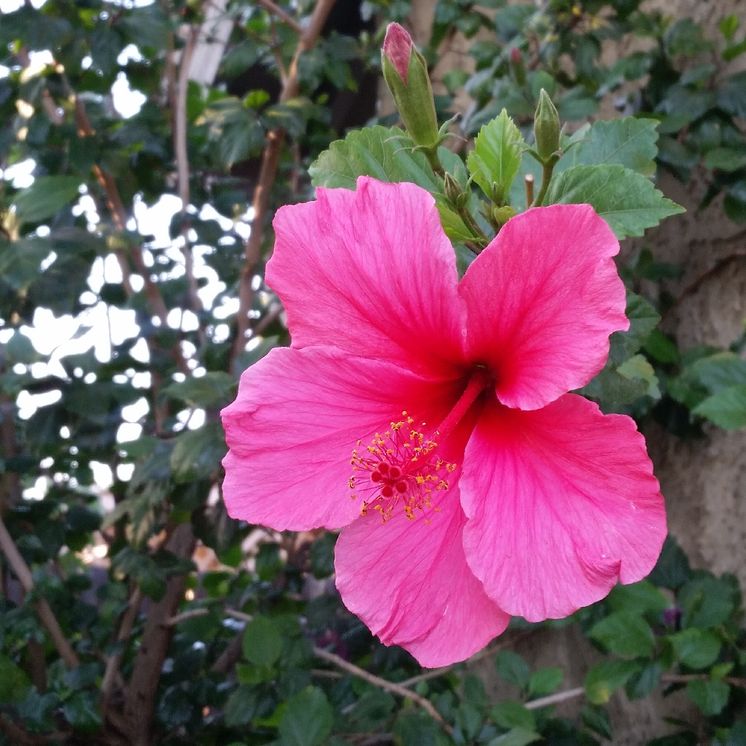 Hibiscus 'Lipstick Pink' - 5 Gallon - PlantClearance.com