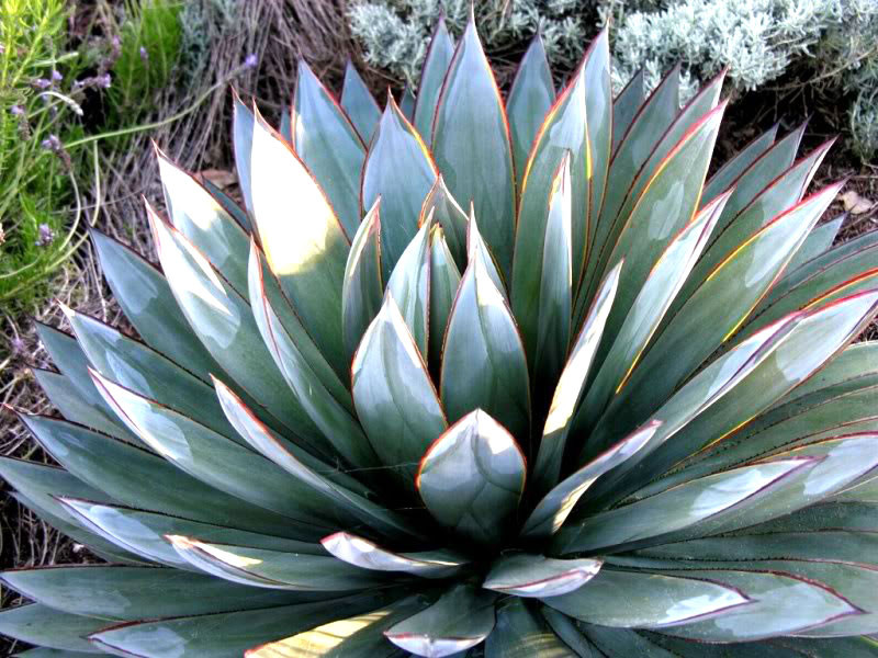 Agave Blue Glow - 15 galonówAgave Blue Glow - 15 galonów  