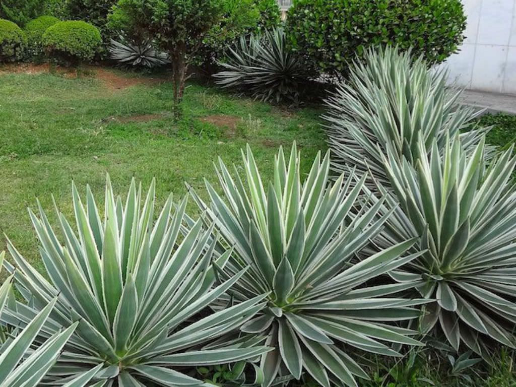 Agave 'Caribbean Agave' Angustifolia Variegated 5 Gallon