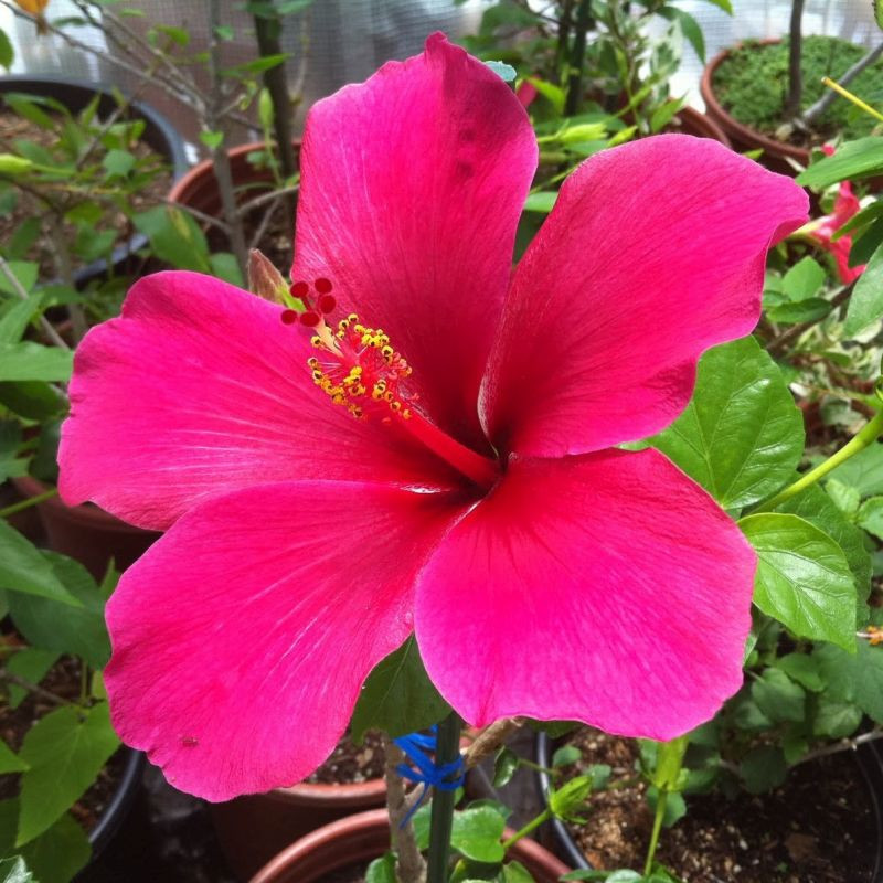 Hibiscus 'Lipstick Pink' - 15 Gallon