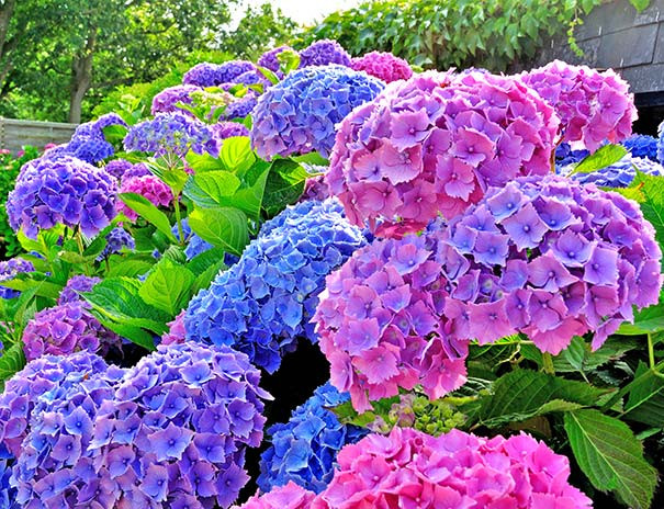 Hydrangea All Summer Beauty - 15Hydrangea All Summer Beauty - 15  