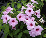 Pandorea jasminoides 'Rosea' (Bignonia j.) Pink Bower Vine - 15 Gallon