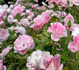 Rosa 'Iceberg' Rose Floribunda Pink - 5 Gallon Bush