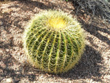 Echinocactus grusonii - 'Golden Barrel Cactus' - 5 Gallon 