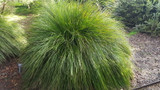  Breeze Dwarf Mat Rush -  Lomandra longifolia 'Breeze' ('LM300') - 5 Gallon
