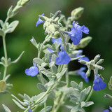 Salvia chamaedryoides, Germander Sage - 5 Gallon 
