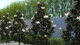 Magnolia grandiflora 'Little Gem' Low Branch - 15 Gallon