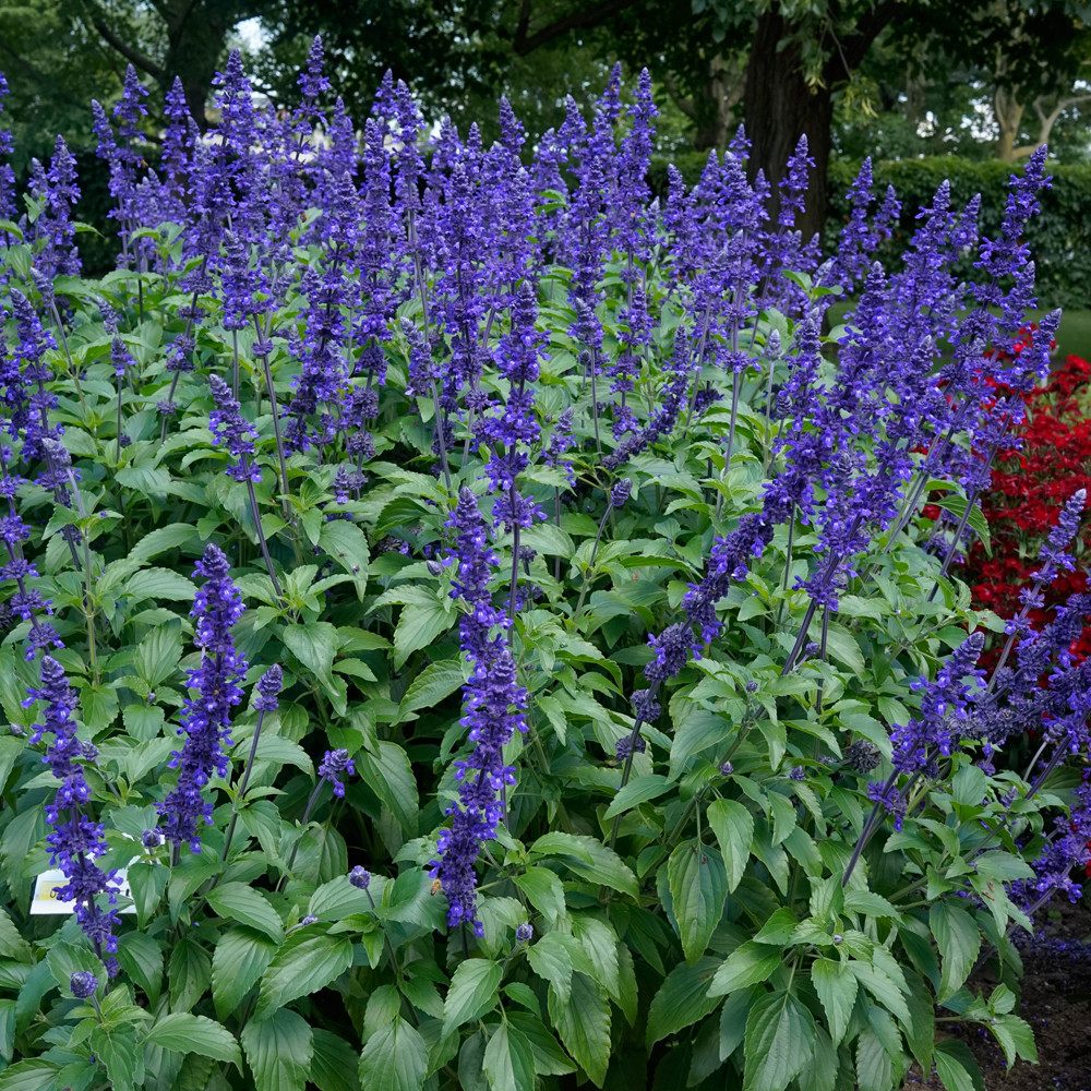 Mystic Spires Blue Salvia, Salvia x 'Balsalmisp' PP #PP18054