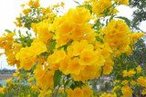 Tecoma Stans Yellow Trumpet Flower (Vine Type) - 15 Gallon 