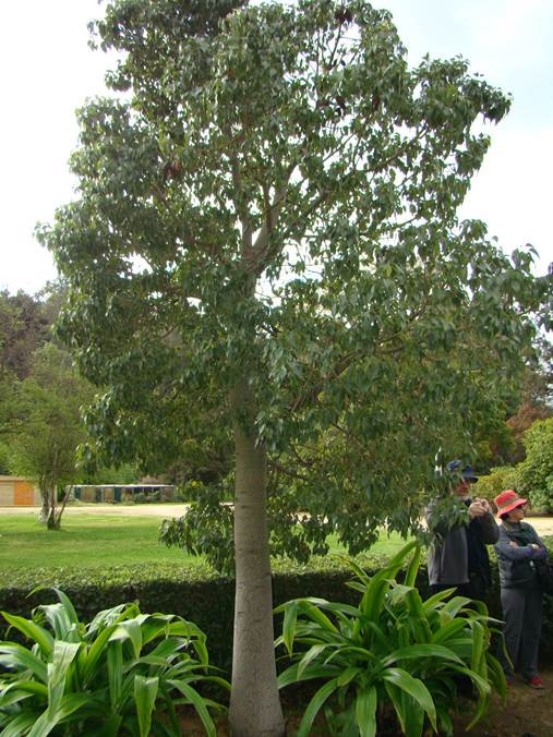 Bottle Tree (Brachychiton populneus) - 24