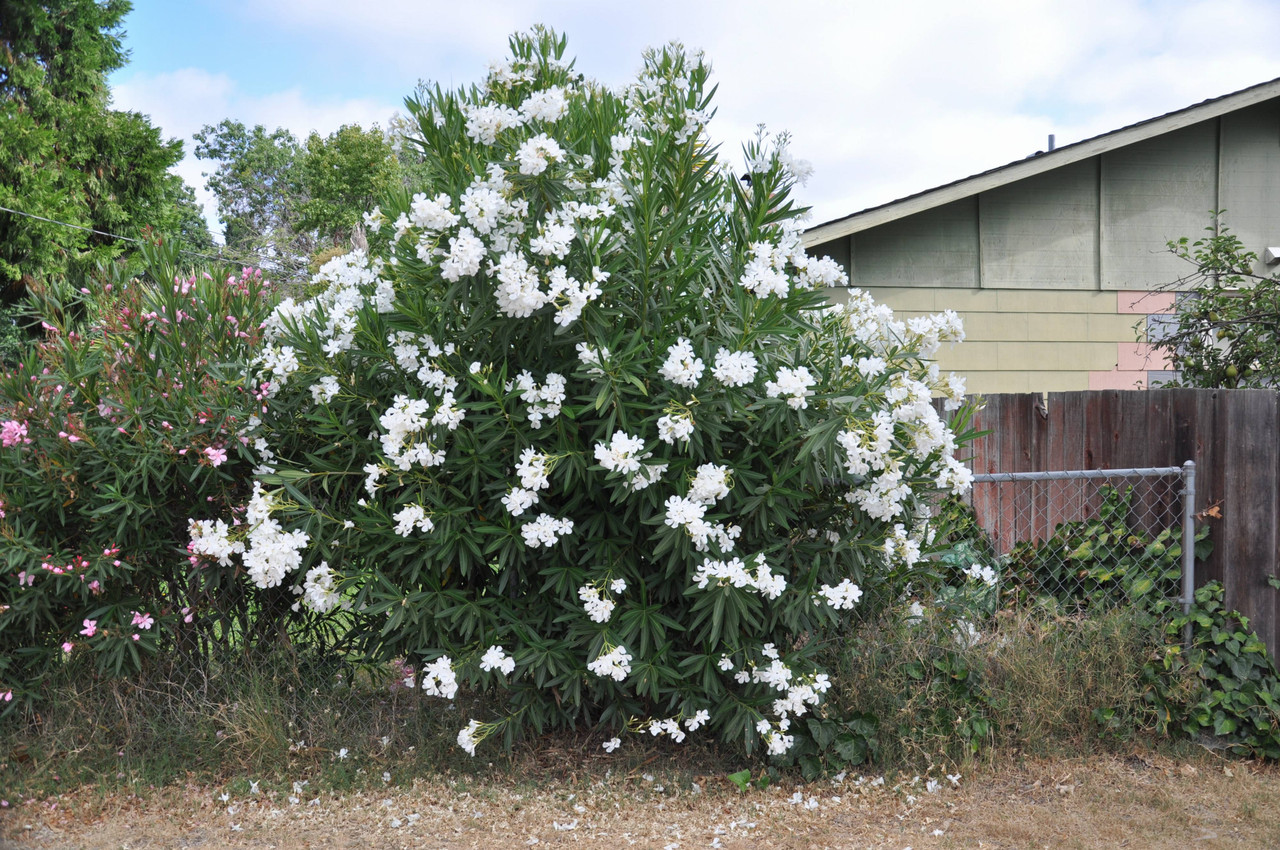 White Oleander - 15 Gallon Bush - PlantClearance.com