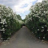 White Oleander - 24" Box Bush
