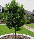 Carolina Cherry Laurel Tree - 15 Gallon Standard