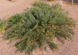Acacia redolens - 5 Gallon