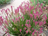 Anigozanthos Kangaroo Paw Pink Flowers - 5 Gallon