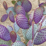 Santa Rita Purple Prickly Pear - 5 gallon