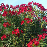 Red Oleander - 5 Gallon