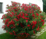 Red Oleander Bush - 15 Gallon