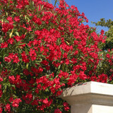 Red Oleander - 24" Box