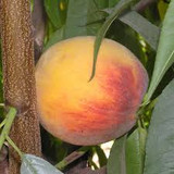 Rubidoux Peach Tree - 15 Gallon
