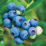 Blueberry Jubilee - 10 Gallon Bush