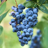 Blueberry O'Neal - 10 Gallon Bush