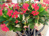 Euphorbia Milii - 'Crown of Thorns' - 15 Gallon