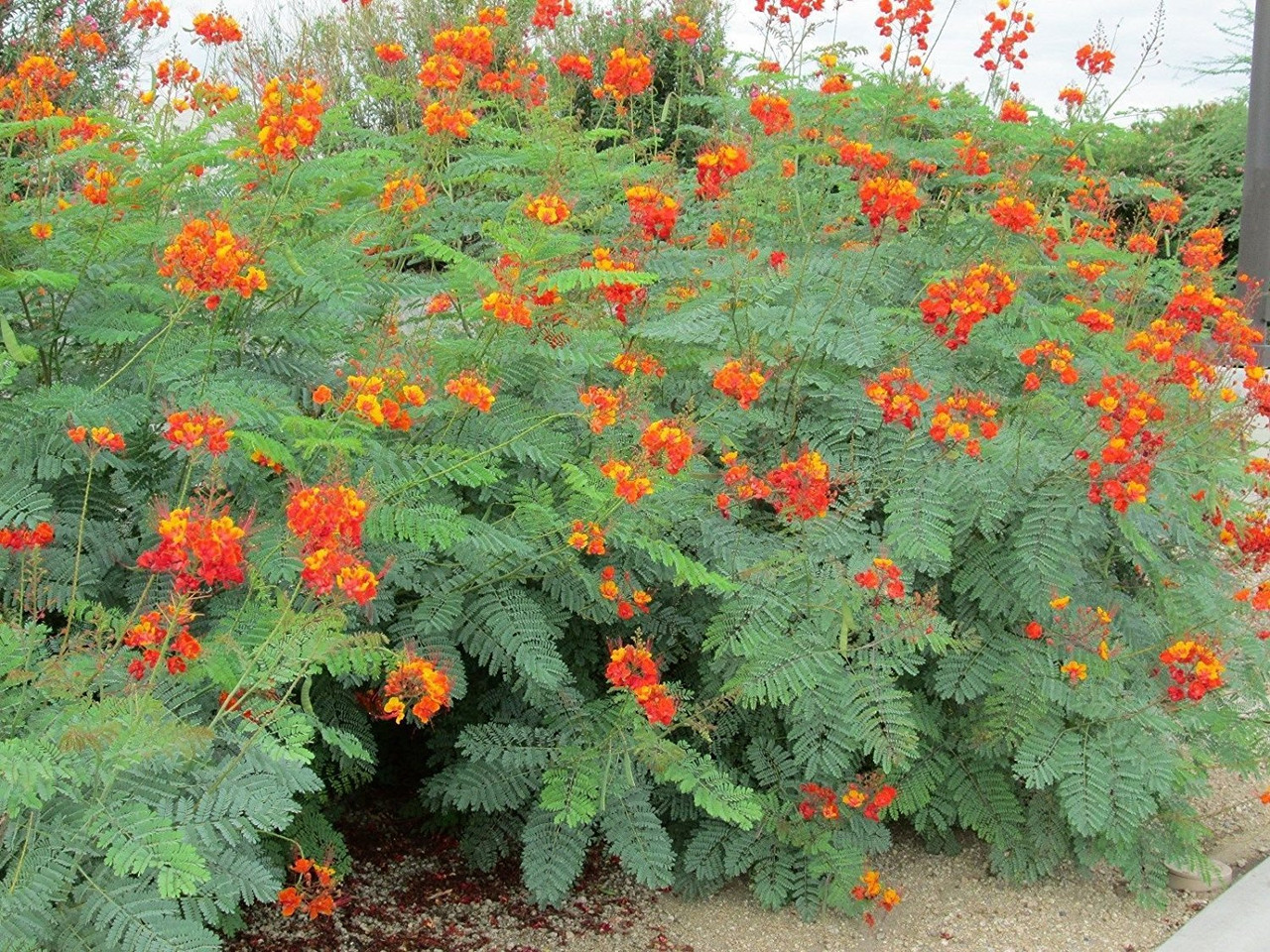 Mexican Bird of Paradise 15 Gallon
